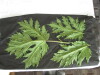 Thumbnail IMG_2169.JPG 