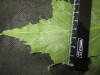 Thumbnail IMG_2170.JPG 