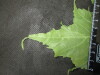Thumbnail IMG_2171.JPG 