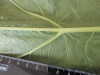 Thumbnail IMG_2174.JPG 