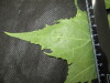 Thumbnail IMG_2175.JPG 