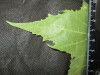 Thumbnail IMG_2176.JPG 
