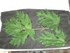 Thumbnail IMG_2177.JPG 