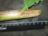 Thumbnail IMG_2178.JPG 