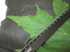 Thumbnail IMG_2179.JPG 