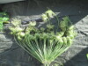Thumbnail IMG_2181.JPG 