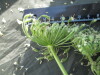 Thumbnail IMG_2182.JPG 