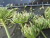 Thumbnail IMG_2183.JPG 