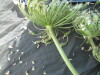 Thumbnail IMG_2184.JPG 