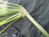 Thumbnail IMG_2185.JPG 