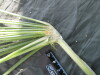 Thumbnail IMG_2186.JPG 