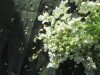 Thumbnail IMG_2188.JPG 