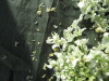 Thumbnail IMG_2189.JPG 