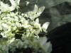 Thumbnail IMG_2190.JPG 