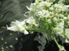 Thumbnail IMG_2191.JPG 