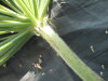 Thumbnail IMG_2192.JPG 