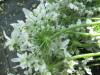 Thumbnail IMG_2193.JPG 