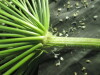 Thumbnail IMG_2194.JPG 