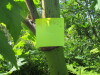 Thumbnail IMG_1418.JPG 