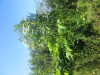 Thumbnail IMG_1422.JPG 