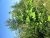Thumbnail IMG_1423.JPG 