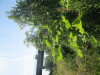 Thumbnail IMG_1424.JPG 