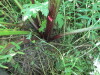 Thumbnail IMG_1425.JPG 