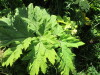 Thumbnail IMG_1426.JPG 