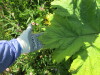 Thumbnail IMG_1427.JPG 