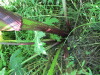 Thumbnail IMG_1428.JPG 