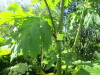 Thumbnail IMG_1429.JPG 