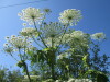 Thumbnail IMG_1430.JPG 