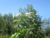Thumbnail IMG_1431.JPG 