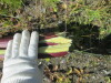 Thumbnail IMG_1432.JPG 