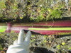 Thumbnail IMG_1434.JPG 
