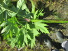 Thumbnail IMG_1435.JPG 