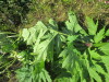 Thumbnail IMG_1436.JPG 