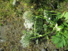 Thumbnail IMG_1437.JPG 
