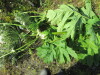 Thumbnail IMG_1438.JPG 