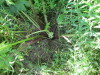Thumbnail IMG_1439.JPG 