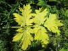 Thumbnail IMG_1440.JPG 