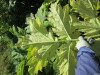Thumbnail IMG_1441.JPG 