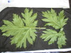 Thumbnail IMG_2494.JPG 