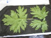 Thumbnail IMG_2495.JPG 