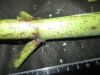 Thumbnail IMG_2496.JPG 