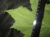 Thumbnail IMG_2497.JPG 