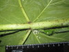 Thumbnail IMG_2498.JPG 