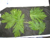 Thumbnail IMG_2499.JPG 