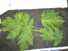 Thumbnail IMG_2500.JPG 