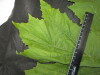 Thumbnail IMG_2501.JPG 